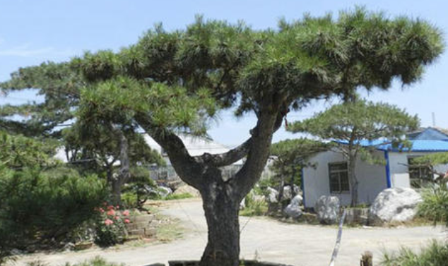 大型古松基地：大型古松種植時(shí)哪些問題需注意？