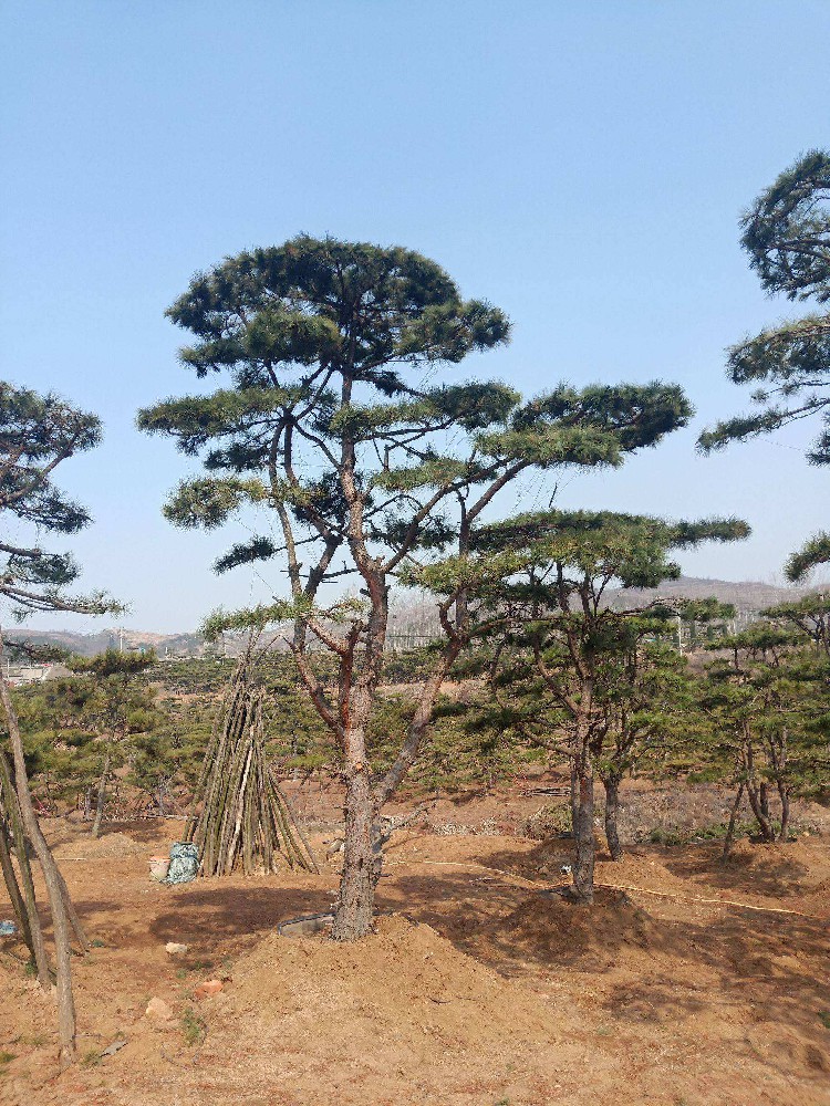 山東錦通今日為您帶來(lái)造型油松的產(chǎn)地及介紹