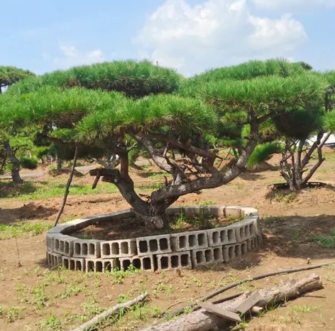 萊蕪造型松栽植之后應(yīng)該如何管理？