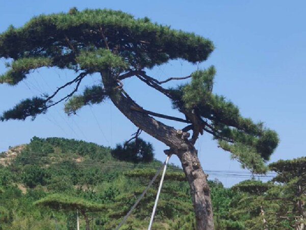 萊蕪造型油松造林選地很重要，撫育管理要記牢！