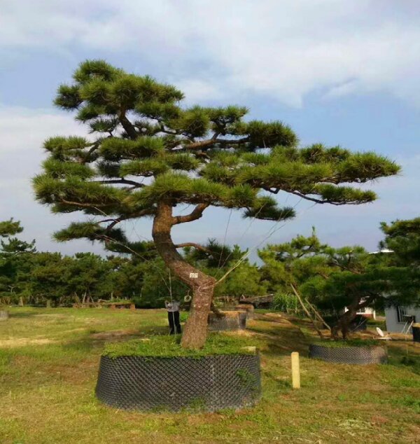 萊蕪造型黑松如何栽植才能生長良好？